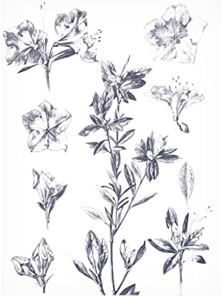 Zaštitni znak likovna umjetnost 'litograf cvjetovi I Blue' Canvas Art by Wild Apple Portfolio 24x32