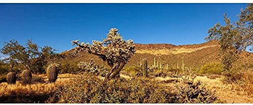 Pozadina terarija amb plavo nebo Planinska Oaza pustinja ogroman kaktus Sunce i Gobi pozadina za stanište gmazova vinil 30.12 inča