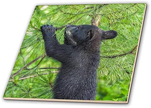 3d Rose USA Minnesota. Crni medvjed mladunče u borovom stablu, višebojan