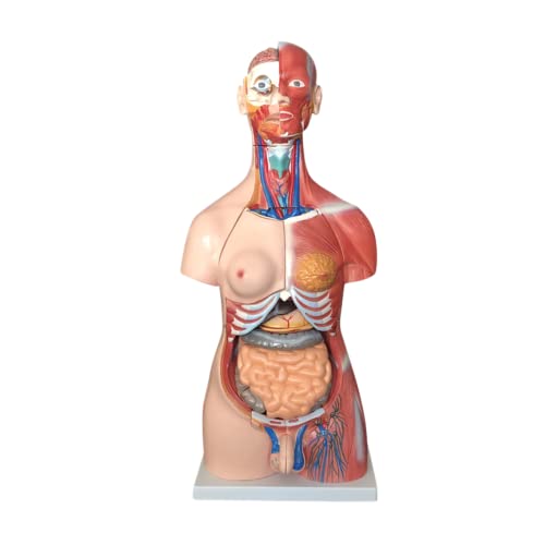 85 cm unisex mišićni torzo 30 dijelova anotomski ljudski model