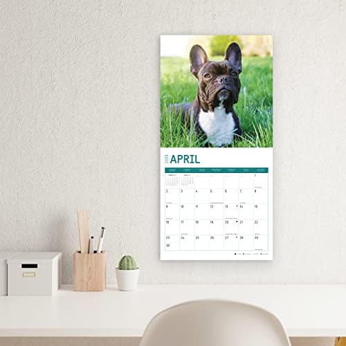2023. francuski buldogi zidni kalendar po svijetlom danu, 12x12 inča, simpatični obožavani kućni ljubimci psa psa fotografija