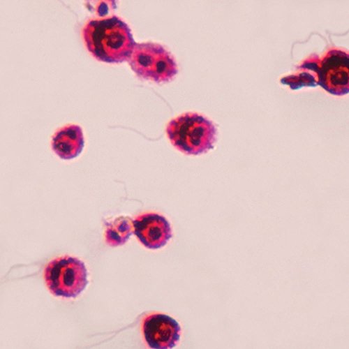 Chlamydomonas flagella, W.M. Klizač mikroskopa